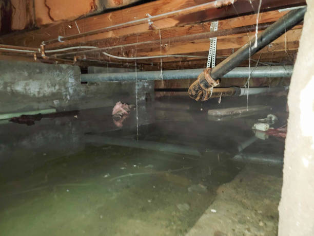 Best Flood damage cleanup  in Swanton, OH