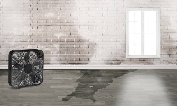 Best Water damage restoration specialists  in Swanton, OH